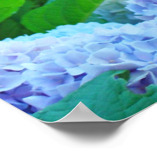 Poster druckt Blue Hydrangea Blume Garden (Ecke)