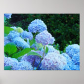 Poster druckt Blue Hydrangea Blume Garden (Vorne)