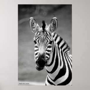 POSTER DSC_8249, Zebra Smile