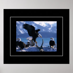 Poster-Eagles Poster