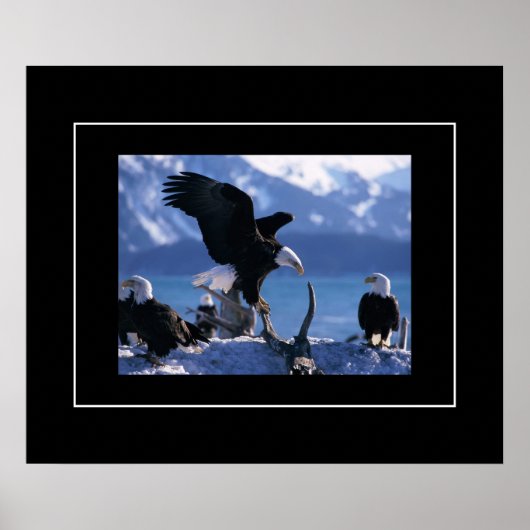 Poster-Eagles Poster (Vorne)