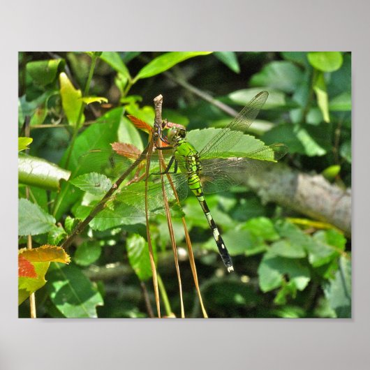 Poster Eastern Pondhawk Dragonfly (Vorne)