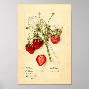Poster - Eaton Early Giant Erdbeeren