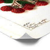 Poster - Eaton Red Raspberries Ellen Schutt 1906 (Ecke)