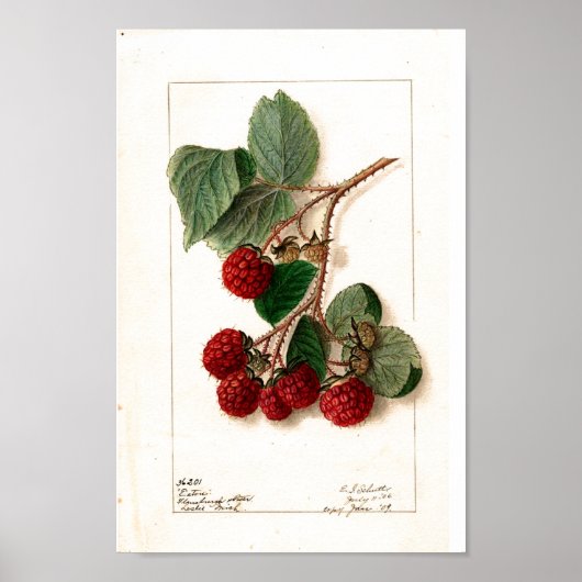 Poster - Eaton Red Raspberries Ellen Schutt 1906 (Vorne)