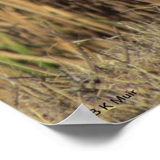 Poster - Egret im Gras (Ecke)