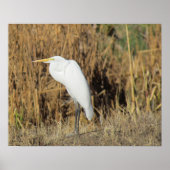 Poster - Egret im Gras (Vorne)