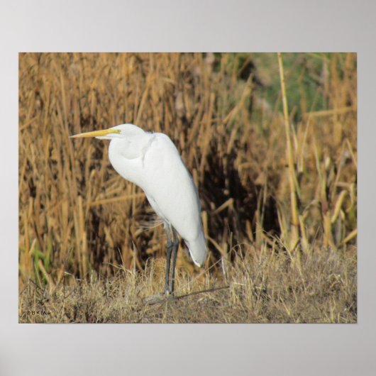 Poster - Egret im Gras (Vorne)