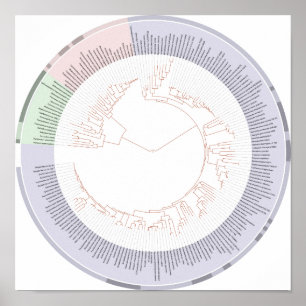 Poster Ein phylogenetischer Baum Diagramm