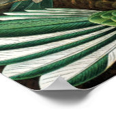 Poster Ernst Haeckel Trochilidae Hummingbird (Ecke)