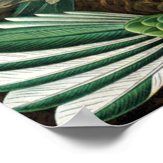 Poster Ernst Haeckel Trochilidae Hummingbird (Ecke)