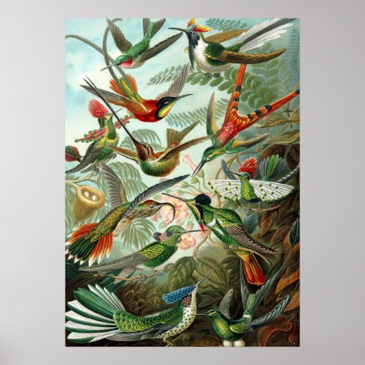 Poster Ernst Haeckel Trochilidae Hummingbird (Vorne)