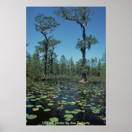 Poster/Feuchtgebiete, Okefenokee, NWR Poster (Vorne)