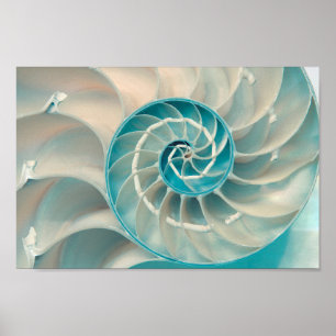 Poster - Fibonacci Sequence in Nature Sea Life