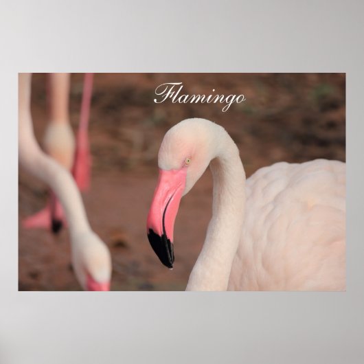 Poster Flamingo (Vorne)