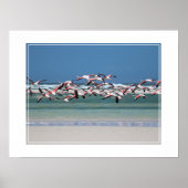 Poster-Flamingos Poster (Vorne)