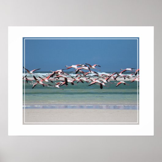 Poster-Flamingos Poster (Vorne)