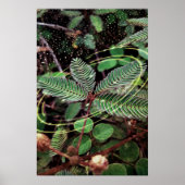 Poster Folhas (Vorne)