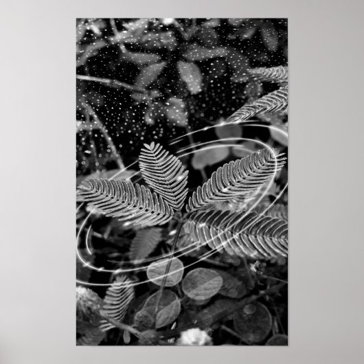 Poster Folhas - P&B (Vorne)