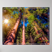 Poster-Forest Poster (Vorne)