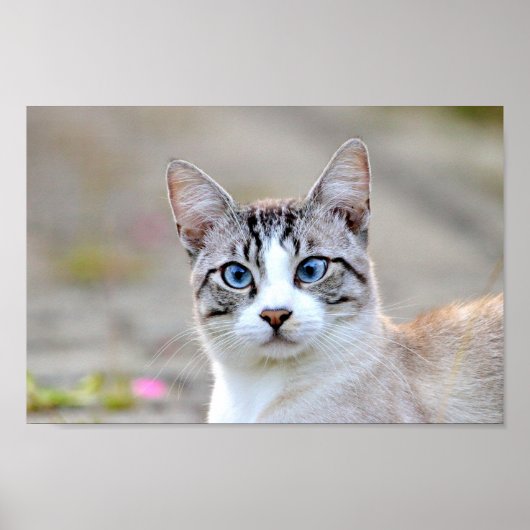 Poster Foto Katze Haustier , Tiere. (Vorne)
