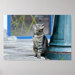 Poster Foto Katze Haustier , Tiere.