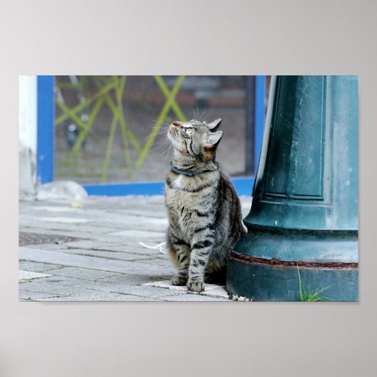 Poster Foto Katze Haustier , Tiere. (Vorne)