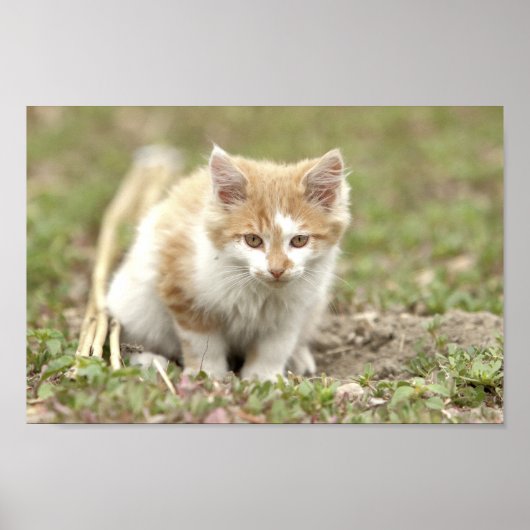 Poster Foto Katze Haustier , Tiere. (Vorne)