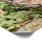 Poster Foto Luchkatze , Tiere. (Ecke)