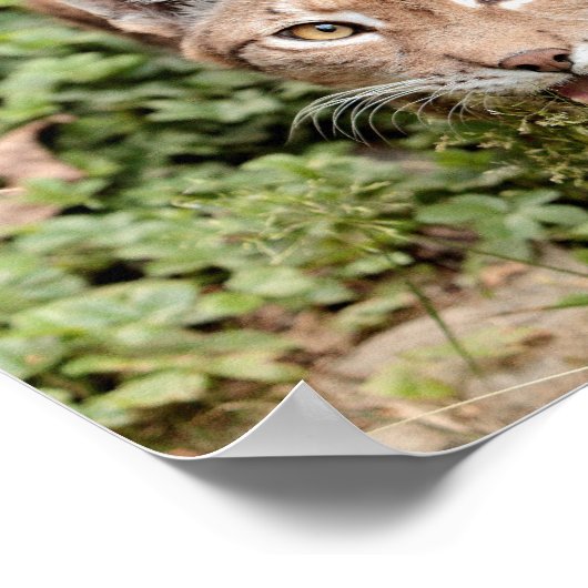 Poster Foto Luchkatze , Tiere. (Ecke)