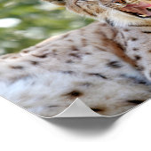 Poster Foto Luchkatze , Tiere. (Ecke)