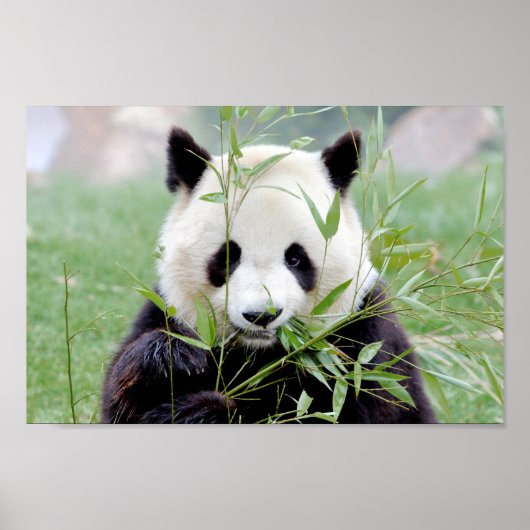 Poster Foto Riesenpanda , Tiere 0333. (Vorne)