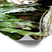 Poster Foto Rote Panda , Tiere 0507. (Ecke)