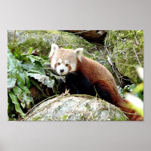 Poster Foto Rote Panda , Tiere 0507. (Vorne)