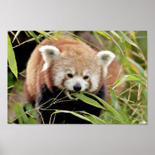 Poster Foto Rote Panda , Tiere 0513.