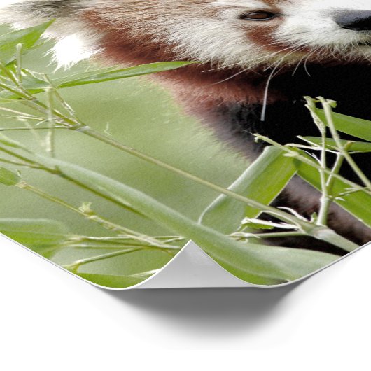 Poster Foto roter Panda, Tiere 0510. (Ecke)