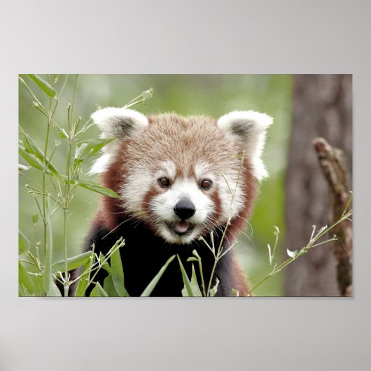 Poster Foto roter Panda, Tiere 0510. (Vorne)