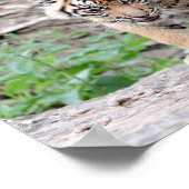 Poster Foto Tigerkatze , Tiere. (Ecke)