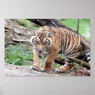 Poster Foto Tigerkatze , Tiere.