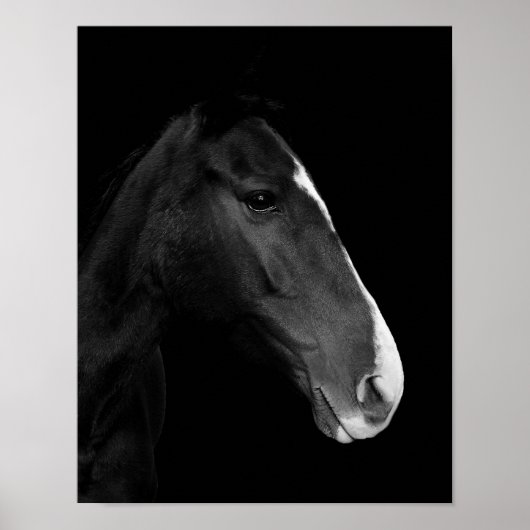 Póster, fotografía caballo blanco y negro. poster (Vorne)