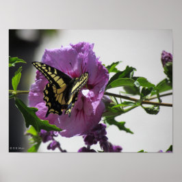 Poster - Frack Schmetterling