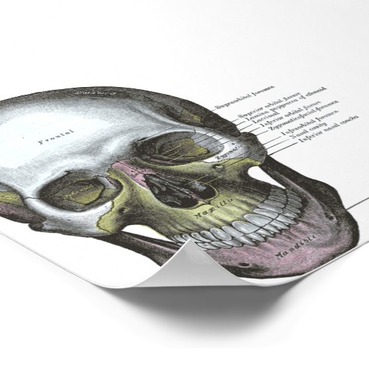 Poster - Frontalansicht des Schädels (Ecke)