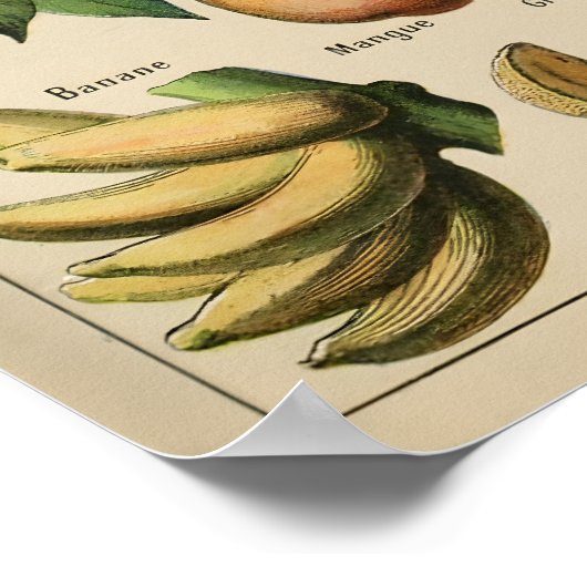 Poster Fruta Adolphe Millot Le Larousse Pour Tous (Ecke)
