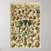Poster Fruta Adolphe Millot Le Larousse Pour Tous (Vorne)
