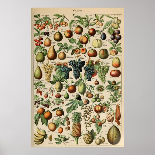 Poster Fruta Adolphe Millot Le Larousse Pour Tous (Vorne)