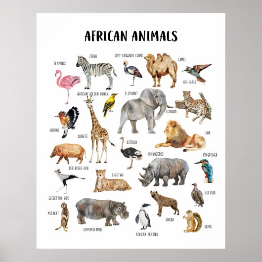 Poster für afrikanische Tiere im Unterricht (Vorne)