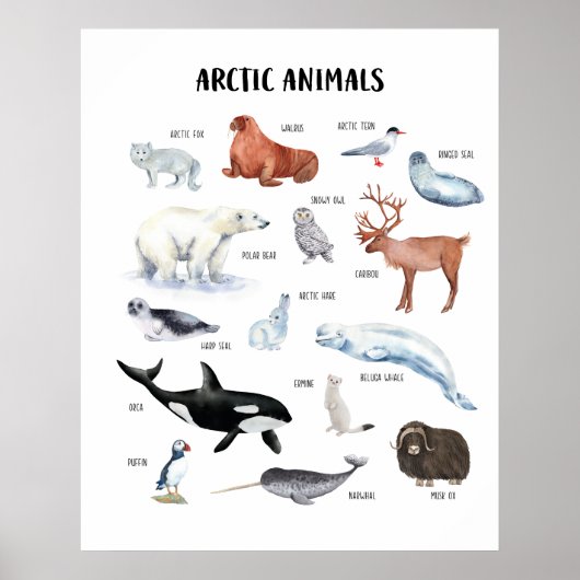 Poster für Arktische Tiere im Unterricht (Vorne)