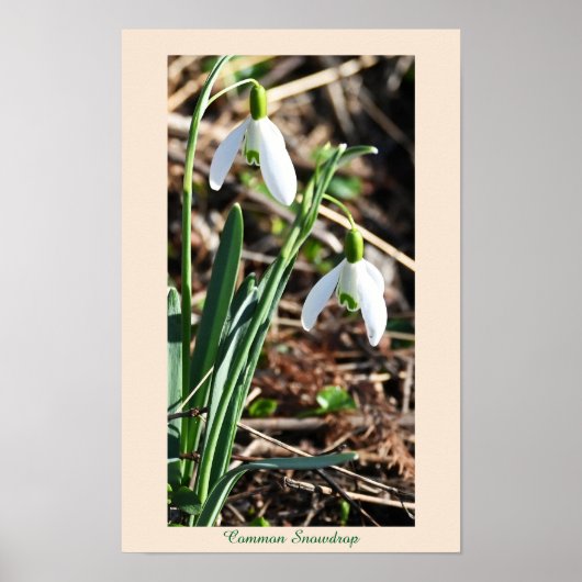 Poster für Blume mit Schneefall (Vorne)