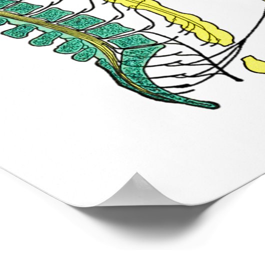 Poster für das autonome Nervensystem (Ecke)