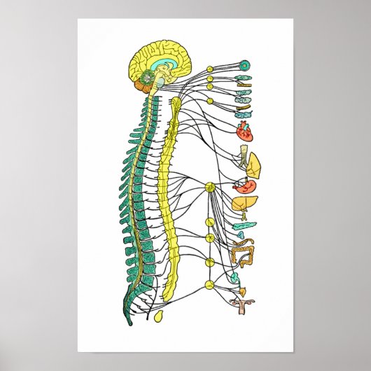 Poster für das autonome Nervensystem (Vorne)
